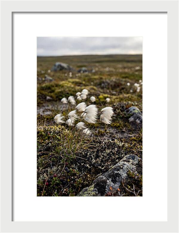 Arctic Serenity With Cotton Grass