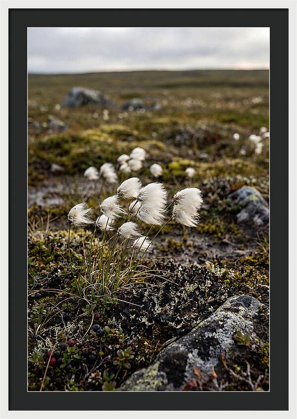 Arctic Serenity With Cotton Grass