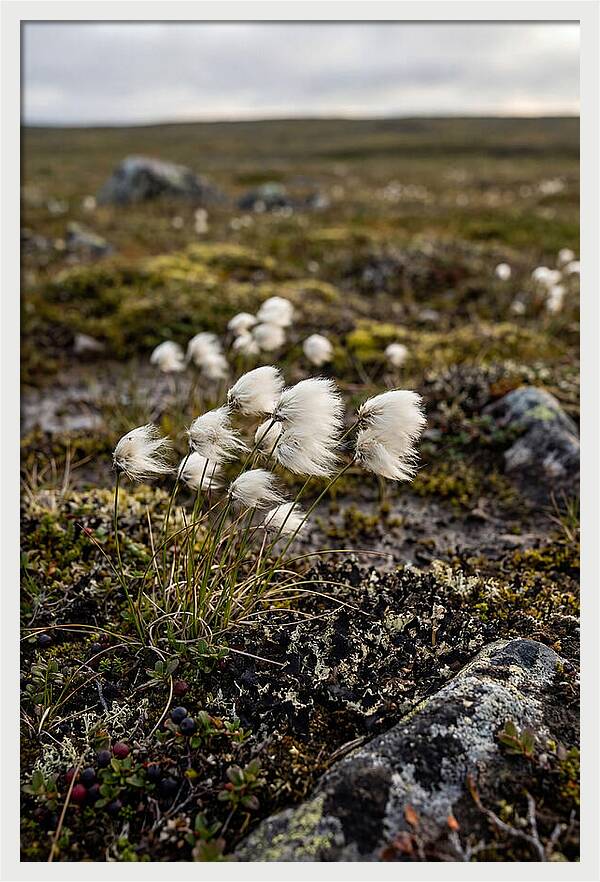 Arctic Serenity With Cotton Grass