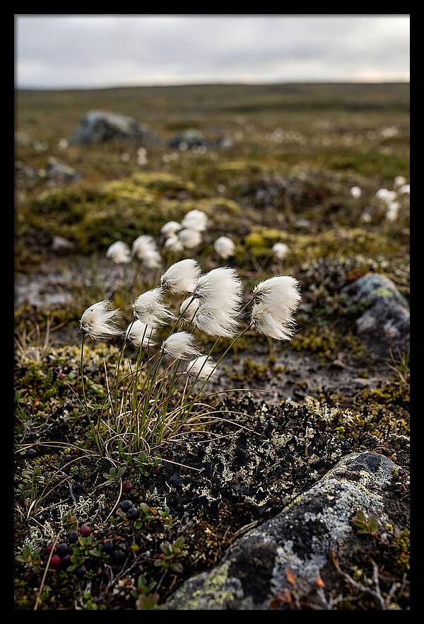 Arctic Serenity With Cotton Grass