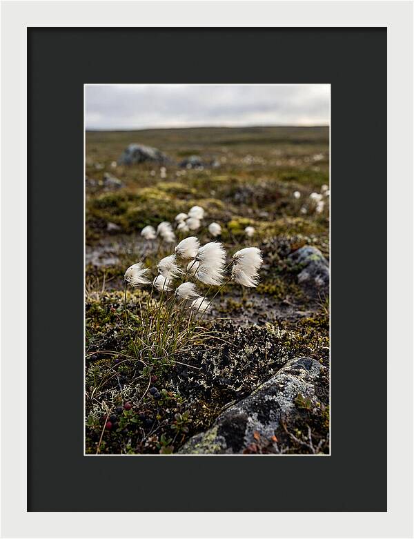Arctic Serenity With Cotton Grass