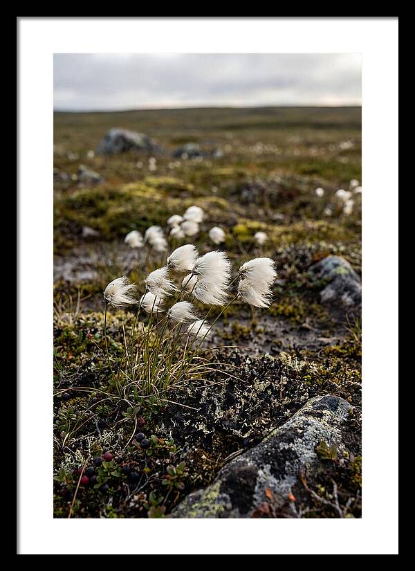 Arctic Serenity With Cotton Grass