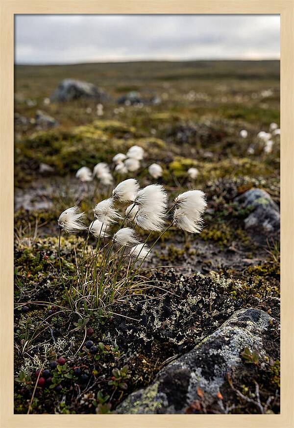 Arctic Serenity With Cotton Grass