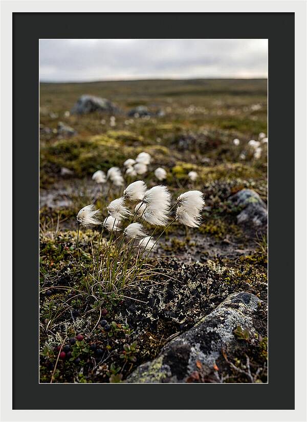 Arctic Serenity With Cotton Grass