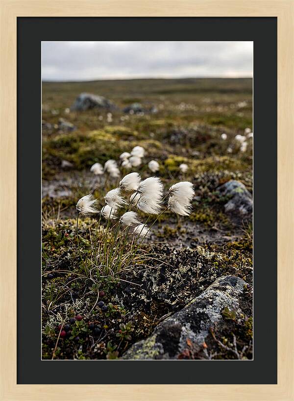 Arctic Serenity With Cotton Grass