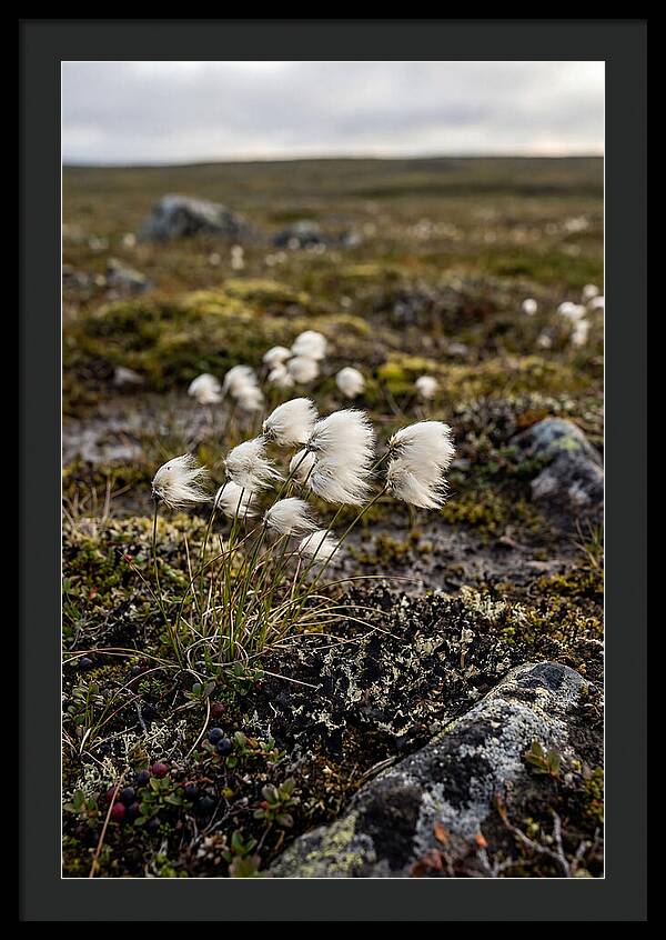 Arctic Serenity With Cotton Grass