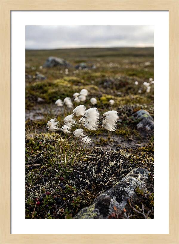 Arctic Serenity With Cotton Grass