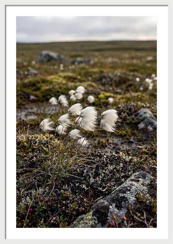 Arctic Serenity With Cotton Grass