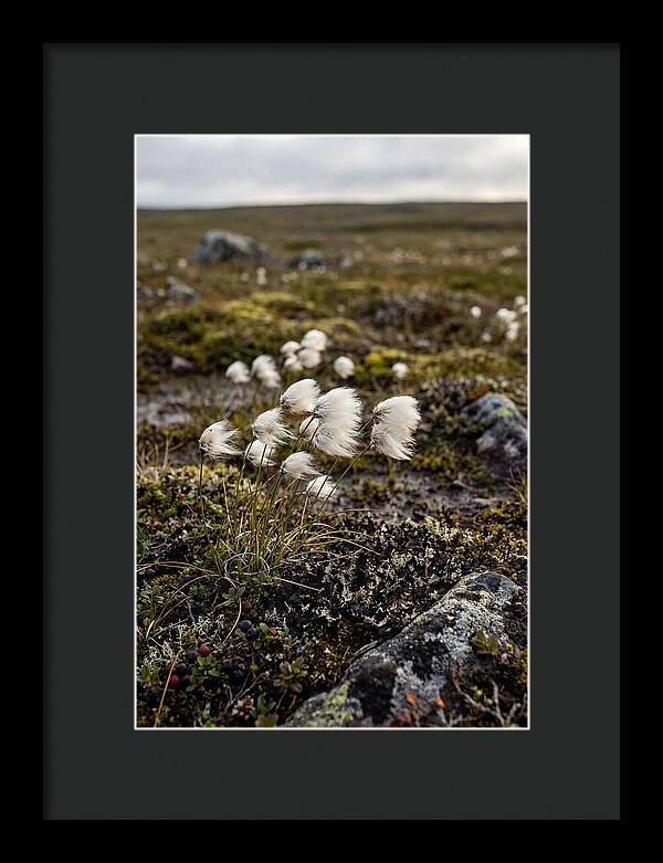 Arctic Serenity With Cotton Grass
