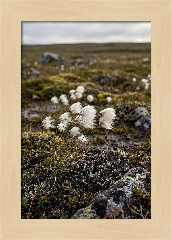 Arctic Serenity With Cotton Grass