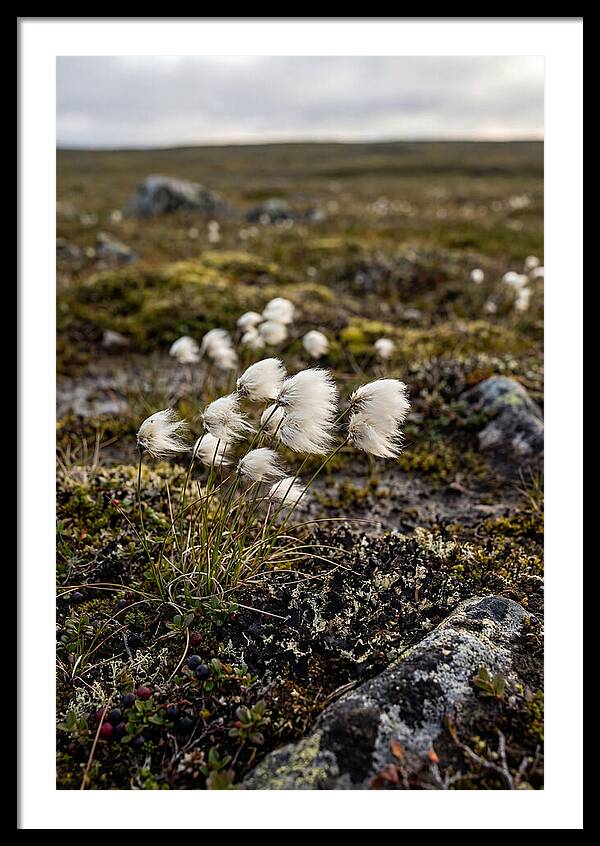 Arctic Serenity With Cotton Grass