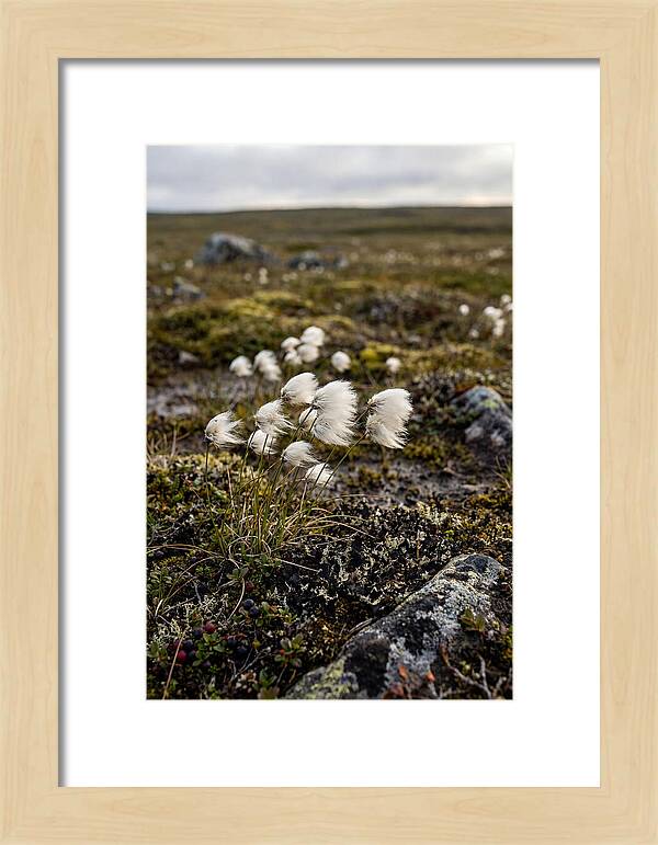 Arctic Serenity With Cotton Grass