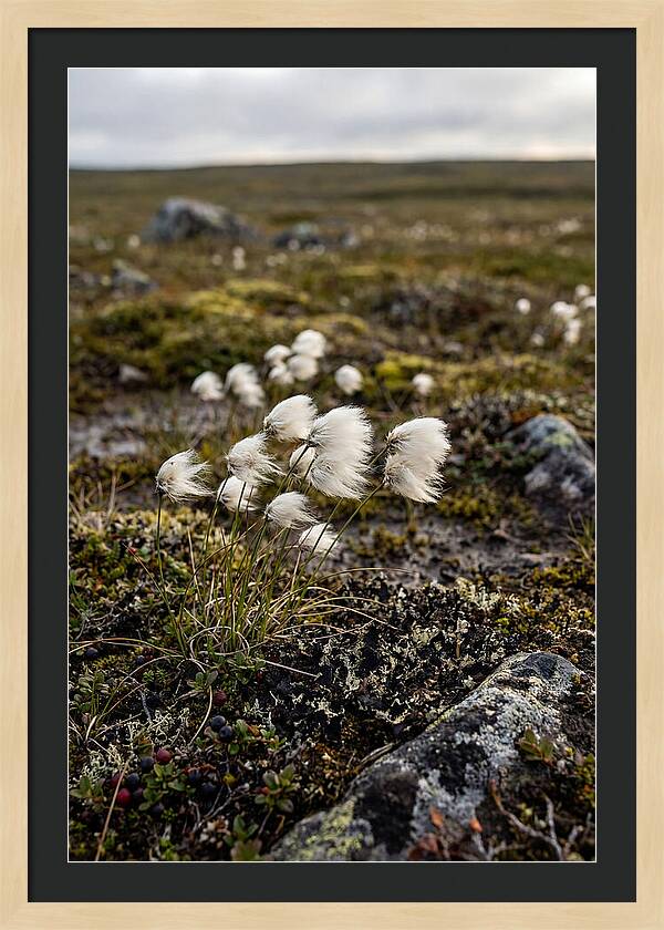 Arctic Serenity With Cotton Grass