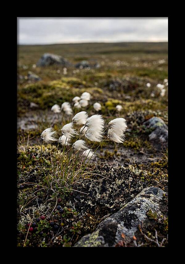 Arctic Serenity With Cotton Grass