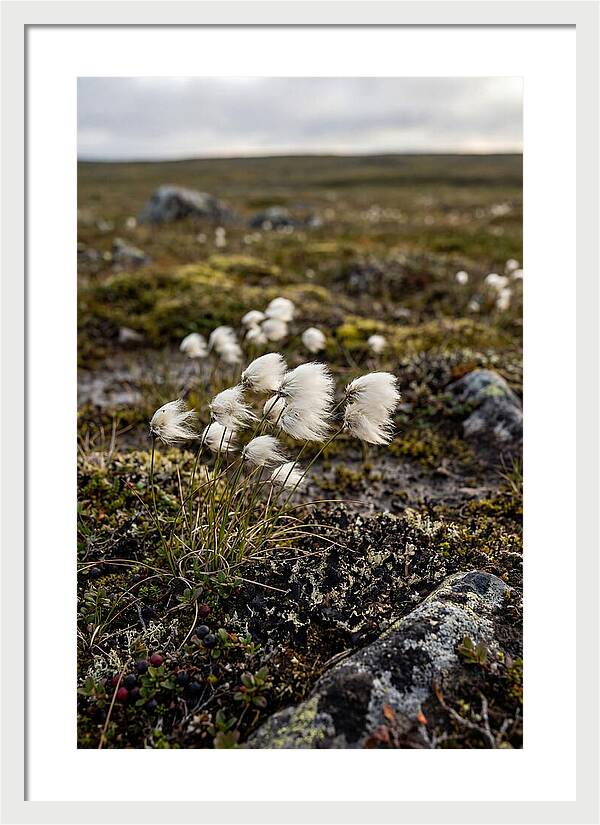 Arctic Serenity With Cotton Grass