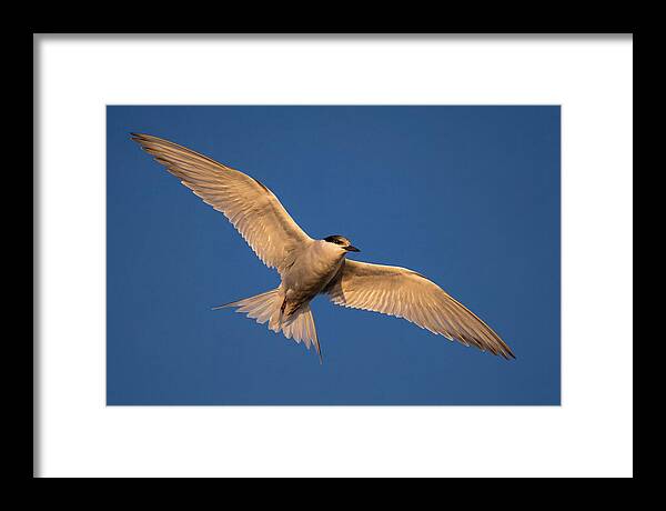 Arctic Tern In Flight