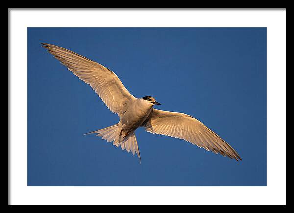 Arctic Tern In Flight