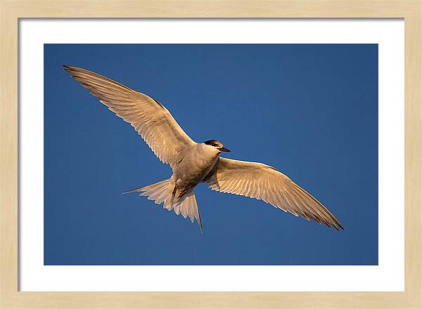 Arctic Tern In Flight