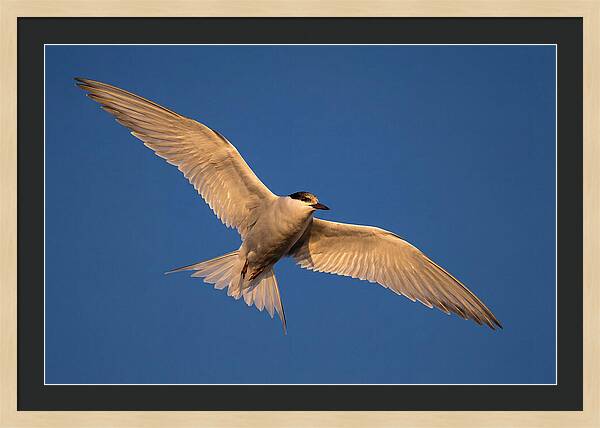 Arctic Tern In Flight
