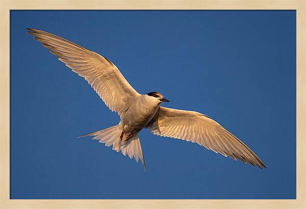 Arctic Tern In Flight