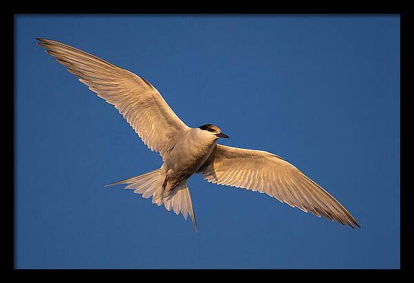 Arctic Tern In Flight