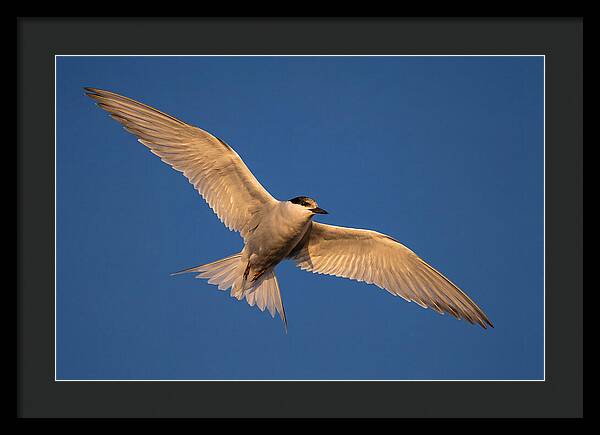 Arctic Tern In Flight