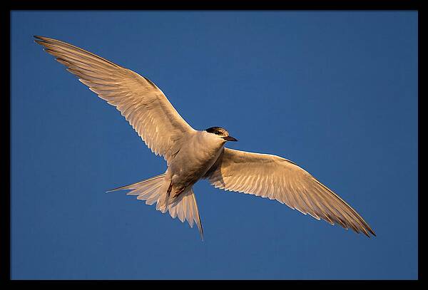 Arctic Tern In Flight