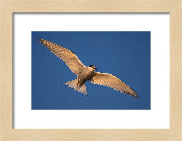 Arctic Tern In Flight