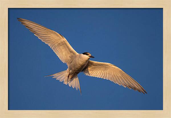 Arctic Tern In Flight