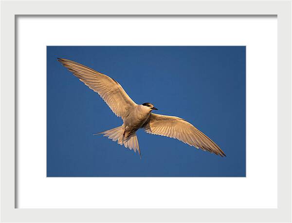 Arctic Tern In Flight
