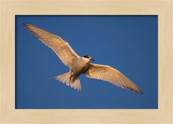 Arctic Tern In Flight
