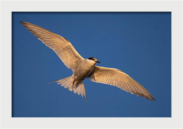Arctic Tern In Flight