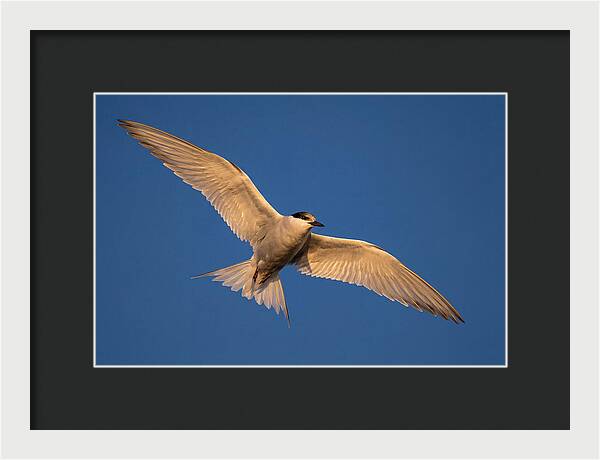 Arctic Tern In Flight
