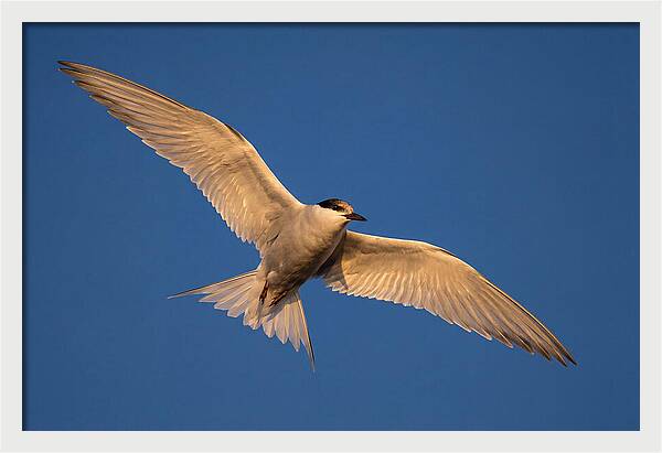 Arctic Tern In Flight
