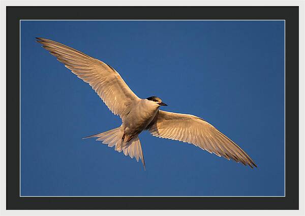 Arctic Tern In Flight