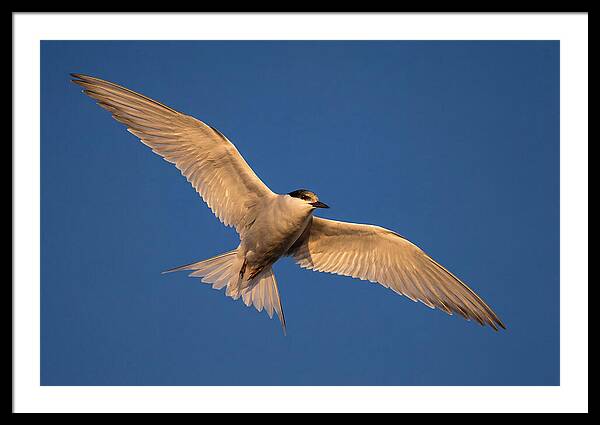Arctic Tern In Flight