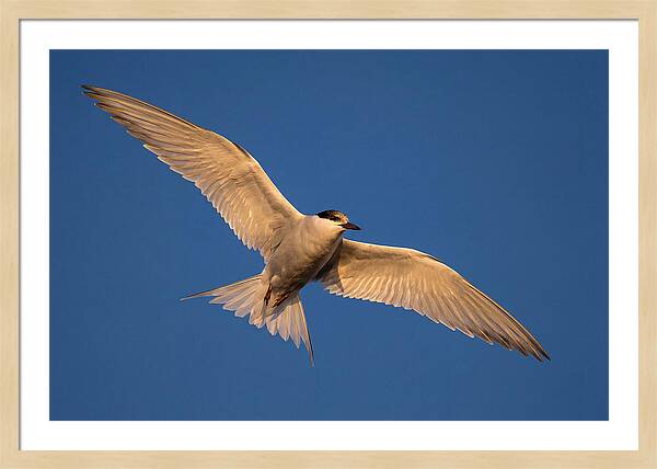 Arctic Tern In Flight