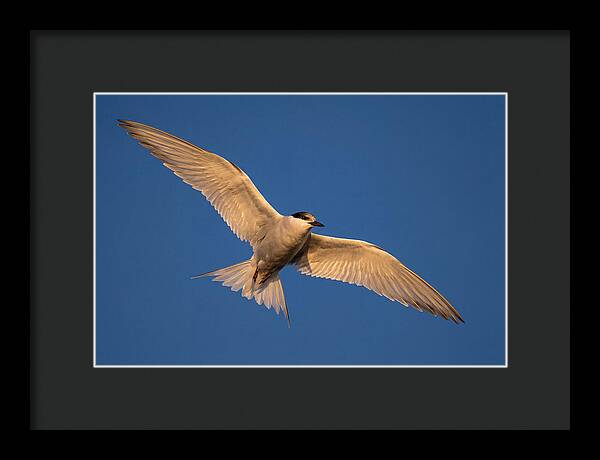 Arctic Tern In Flight
