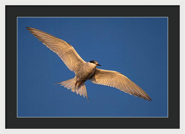Arctic Tern In Flight