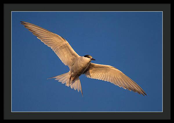 Arctic Tern In Flight
