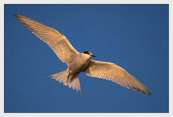 Arctic Tern In Flight