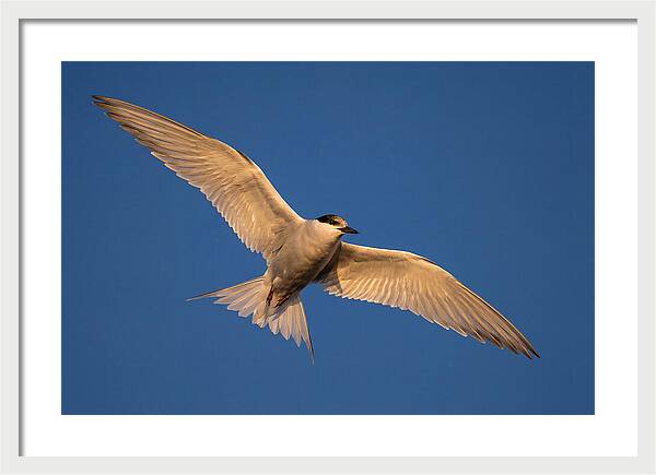 Arctic Tern In Flight