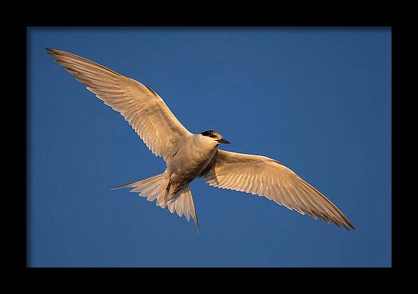 Arctic Tern In Flight