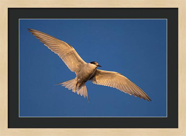 Arctic Tern In Flight