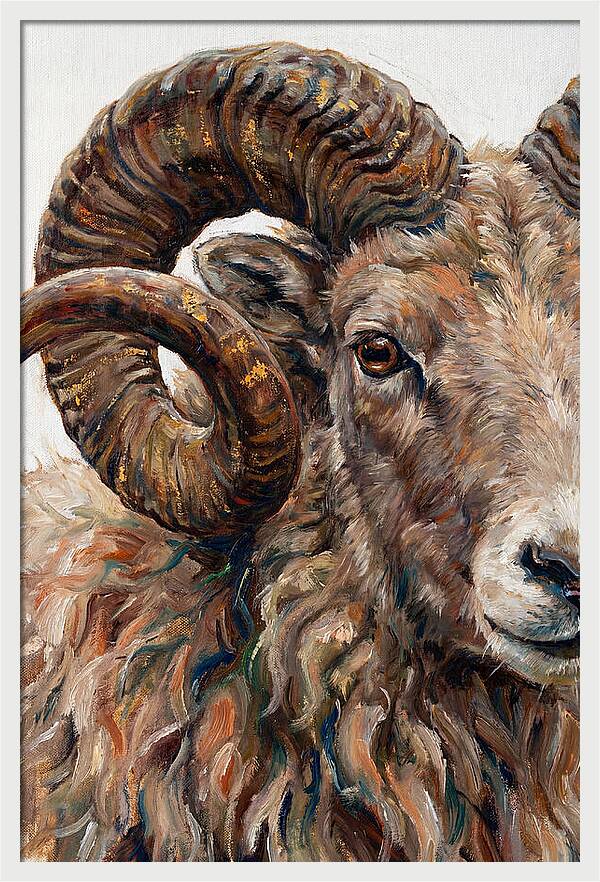 Argali In Rich Detail