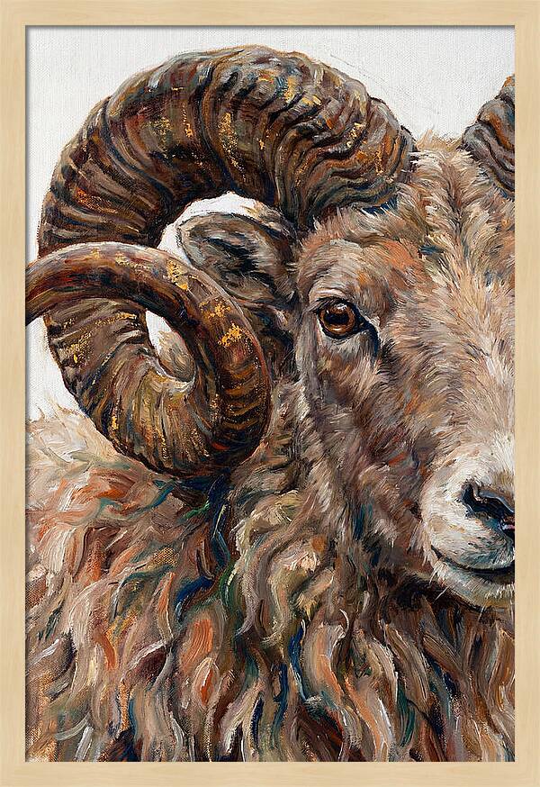 Argali In Rich Detail