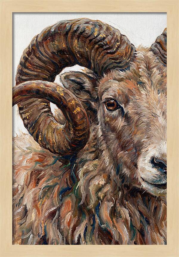 Argali In Rich Detail