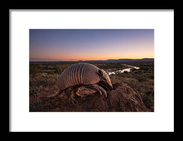 Armadillo Adventure Under Twilight