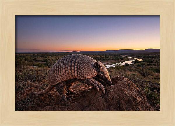 Armadillo Adventure Under Twilight