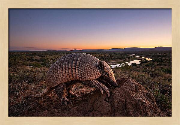 Armadillo Adventure Under Twilight